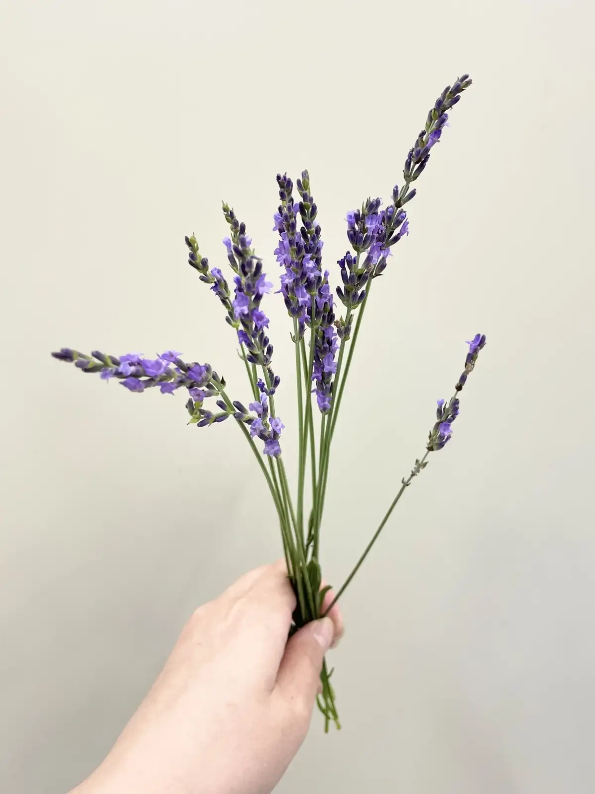ラベンダー（紫）グロッソ｜花の仕入れを簡単に。花材の卸通販｜ハナイチ