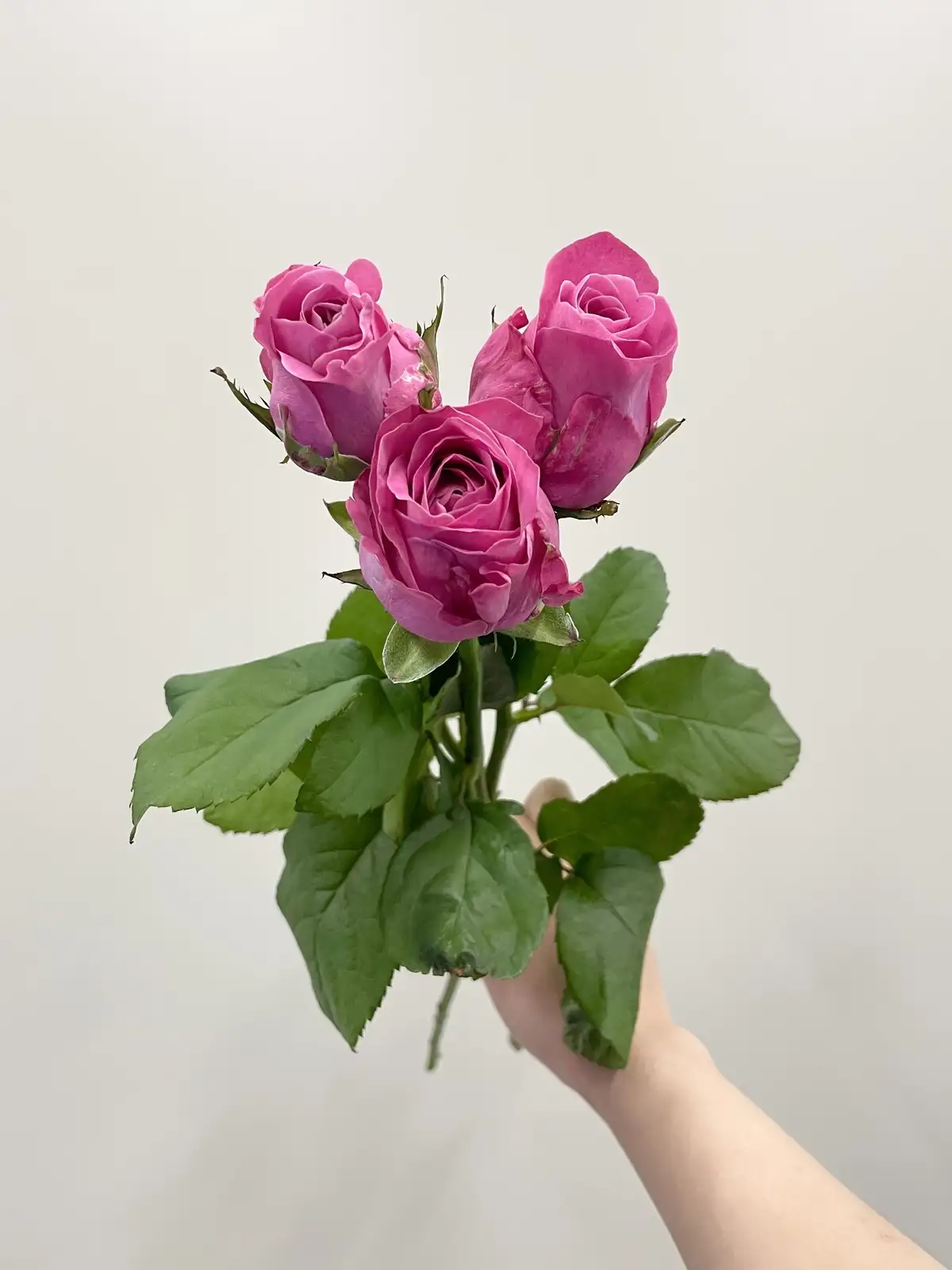 バラ（ピンク）おまかせ品種｜花の仕入れを簡単に。花材の卸通販｜ハナイチ