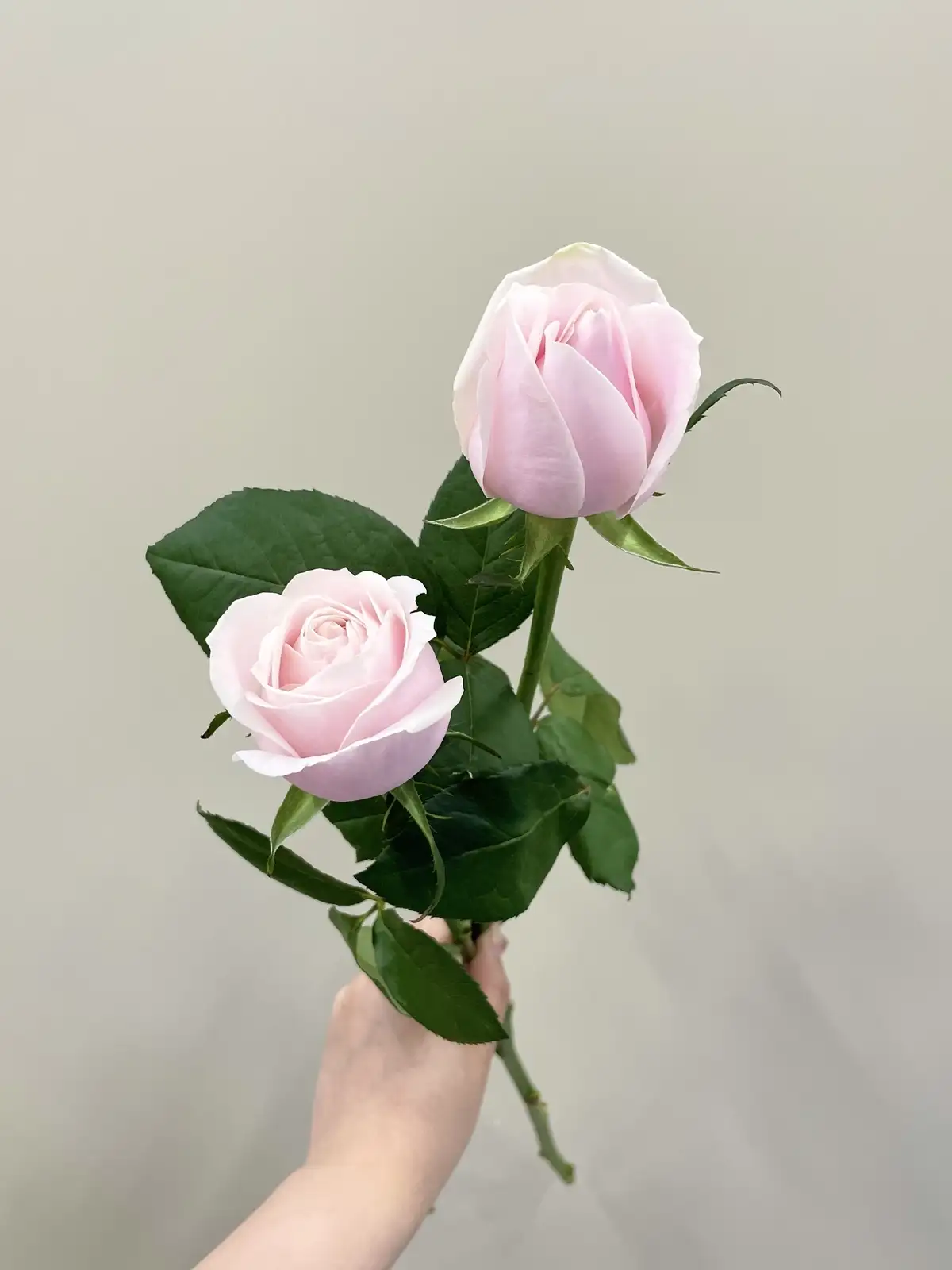 バラ（淡ピンク）おまかせ品種｜花の仕入れを簡単に。花材の卸通販
