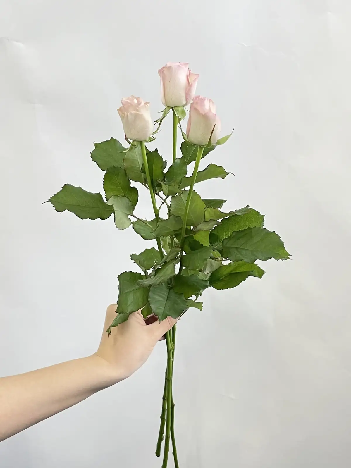 バラ（淡ピンク）おまかせ品種｜花の仕入れを簡単に。花材の卸通販 