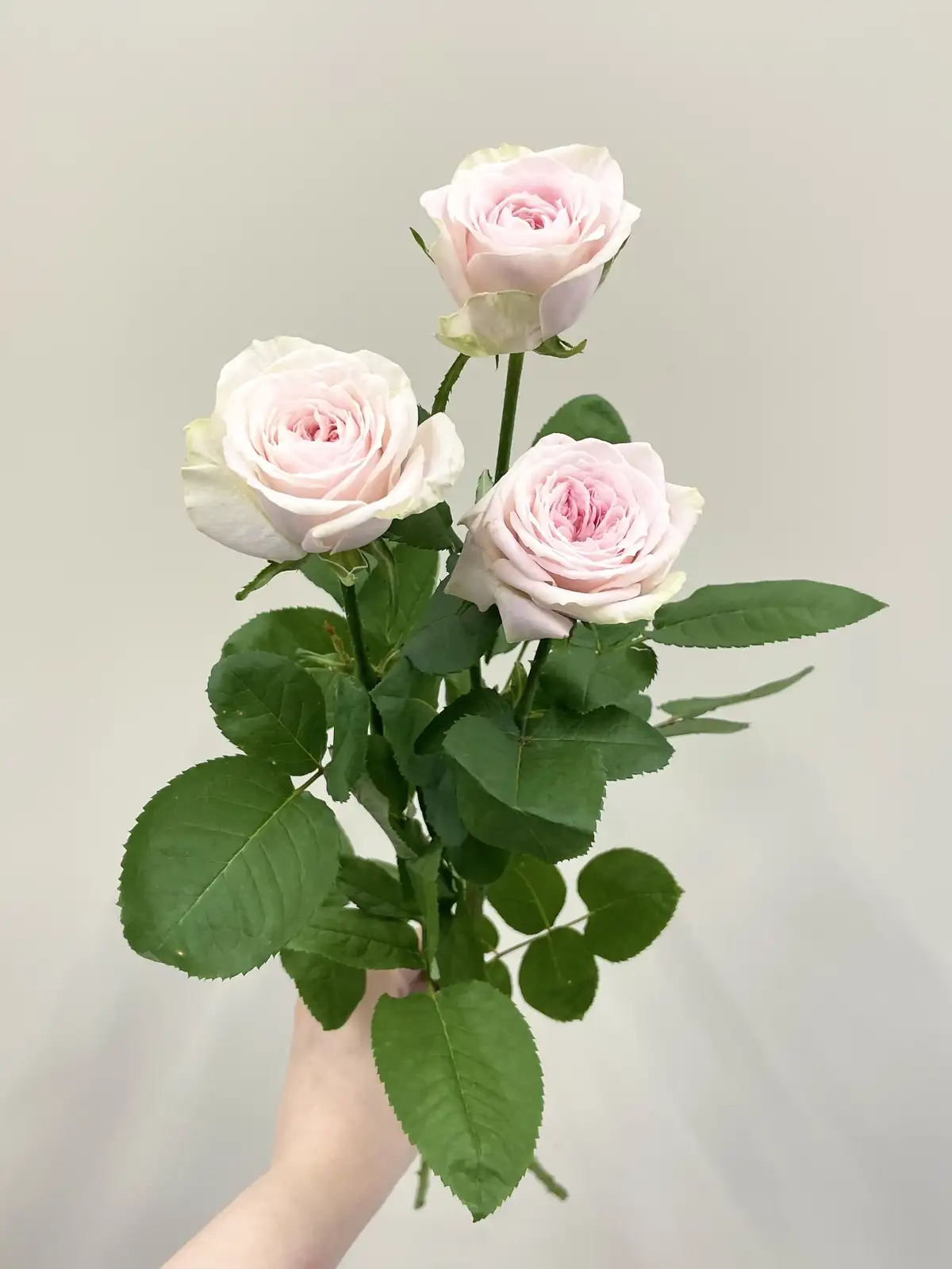 バラ（淡ピンク）おまかせ品種｜花の仕入れを簡単に。花材の卸通販