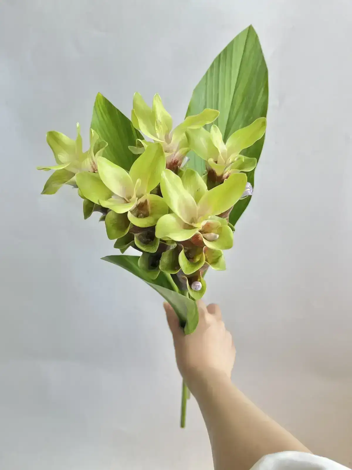 花農家直送！！クルクマ❀ご予約専用ページ❀商品説明必読！！です！！❀ クルクマ | 花POP事業部