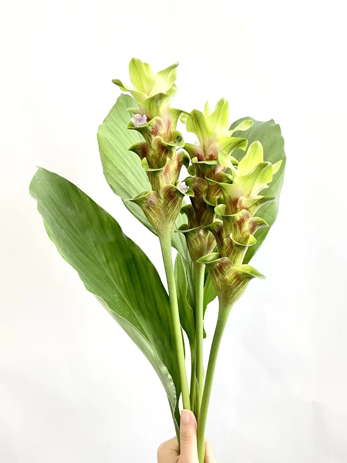 クルクマ（緑）おまかせ品種｜花の仕入れを簡単に。花材の卸通販｜ハナイチ