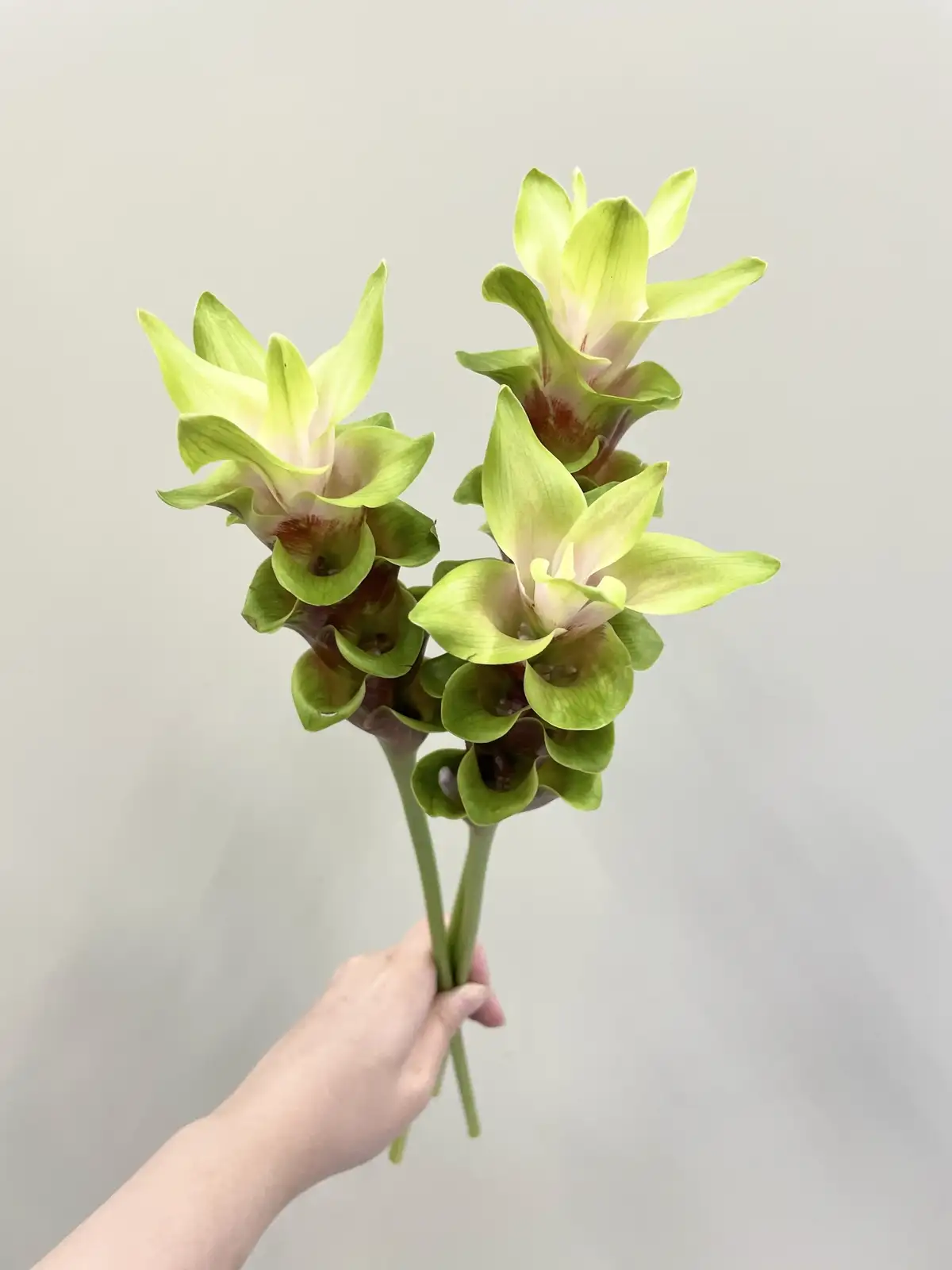 クルクマ（緑）おまかせ品種｜花の仕入れを簡単に。花材の卸通販｜ハナイチ