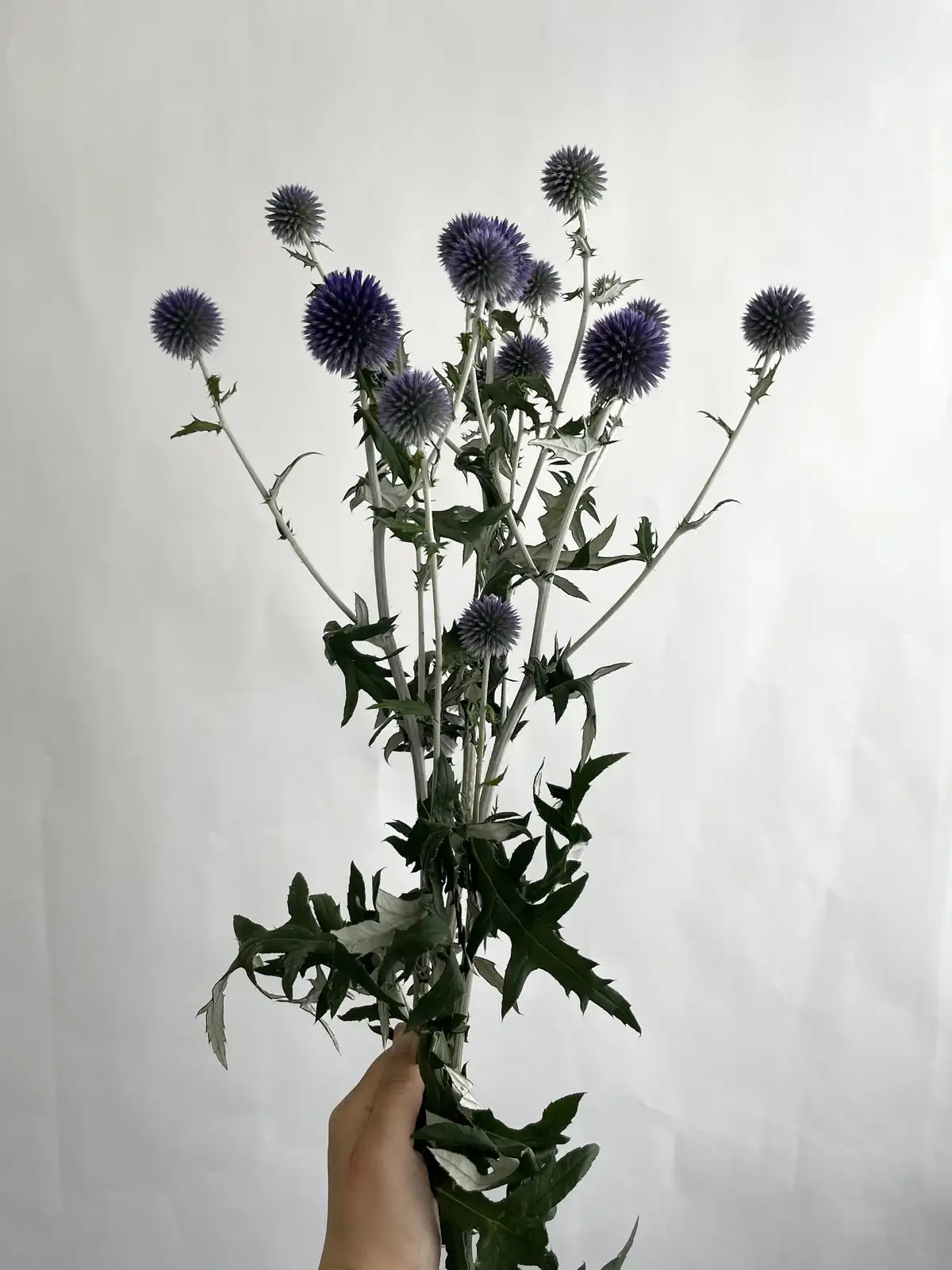 ルリタマアザミ（紫）ベッチスブルー｜花の仕入れを簡単に。花材の卸