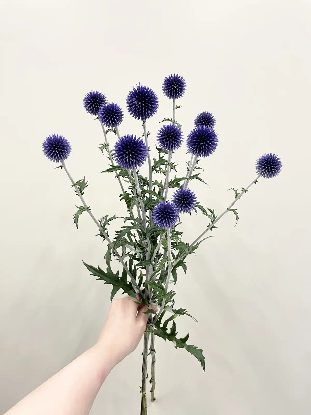 ルリタマアザミ（紫）ベッチスブルー｜花の仕入れを簡単に。花材の卸