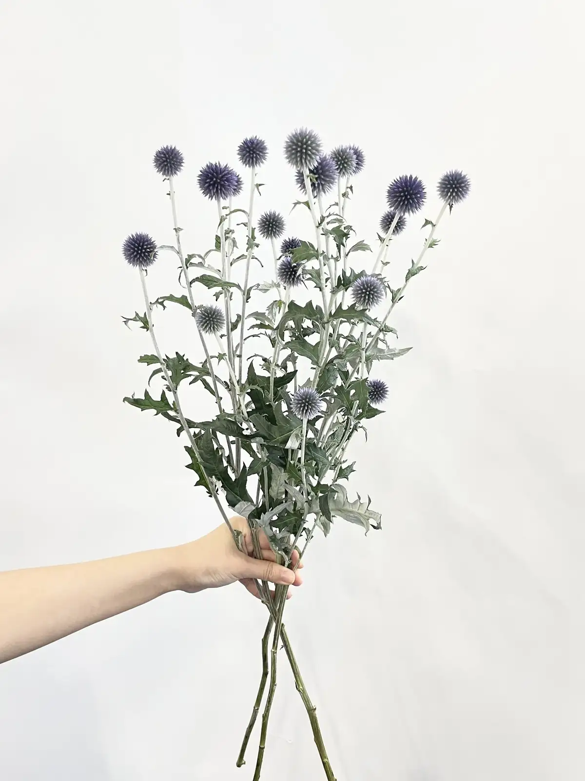 ルリタマアザミ（紫）ベッチスブルー｜花の仕入れを簡単に。花材の卸