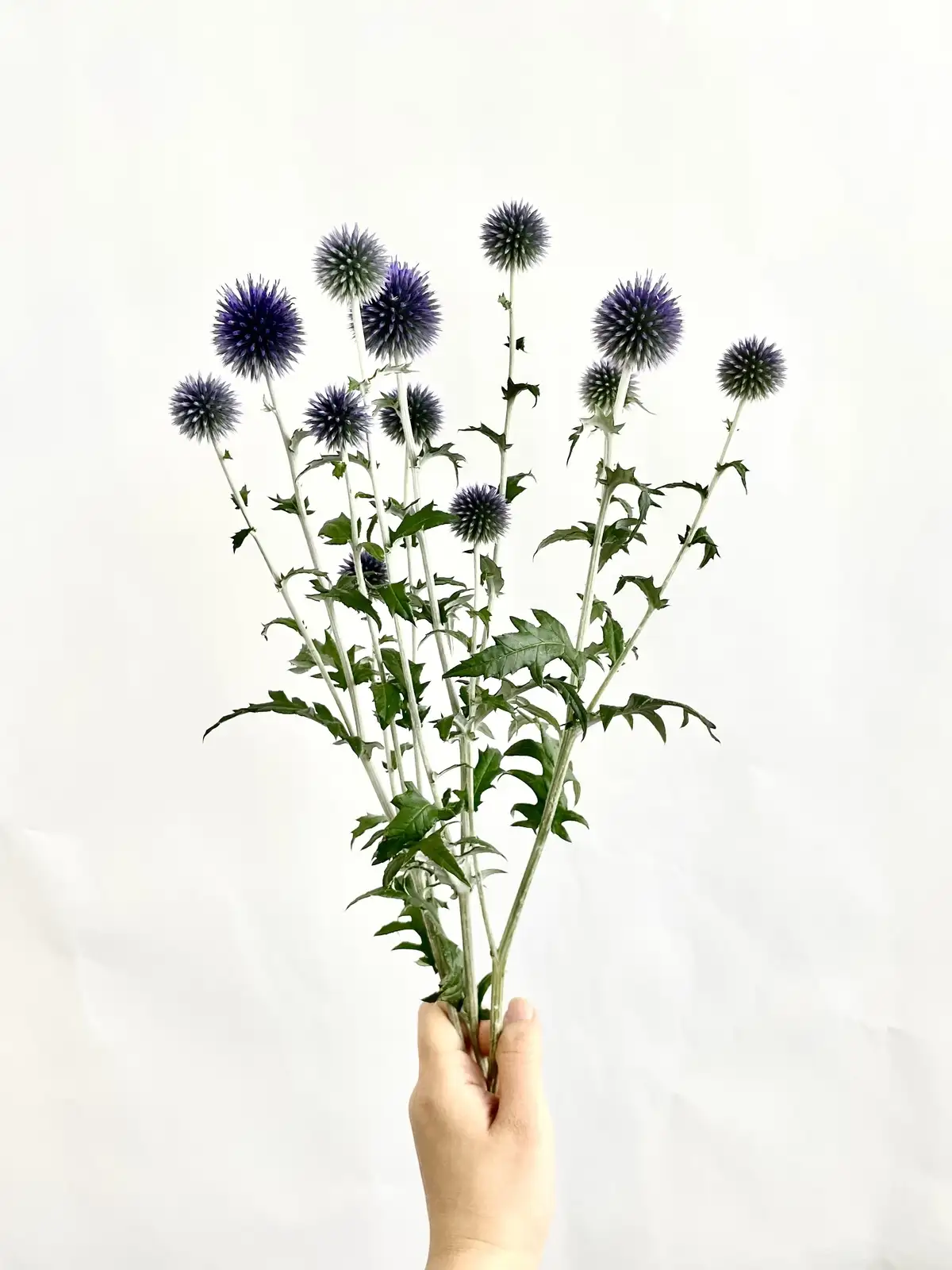 ルリタマアザミ（紫）ベッチスブルー｜花の仕入れを簡単に。花材の卸