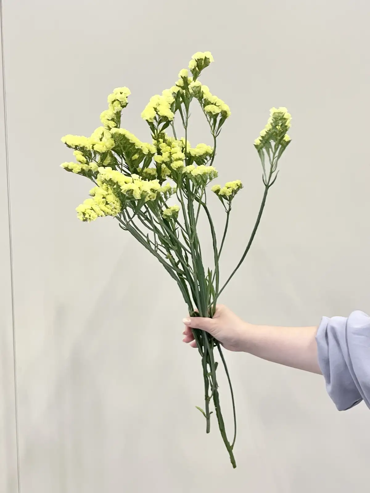 スターチス（黄） スターエーゼ｜花の仕入れを簡単に。花材の卸通販