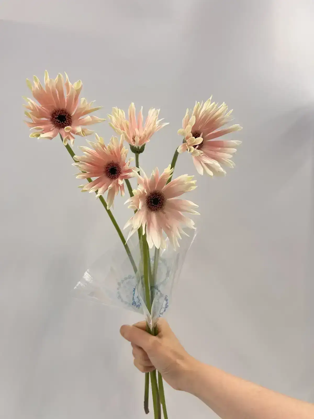 ガーベラ（ピンク）パスティーニペサロ｜ハナイチ｜花と植物、資材の