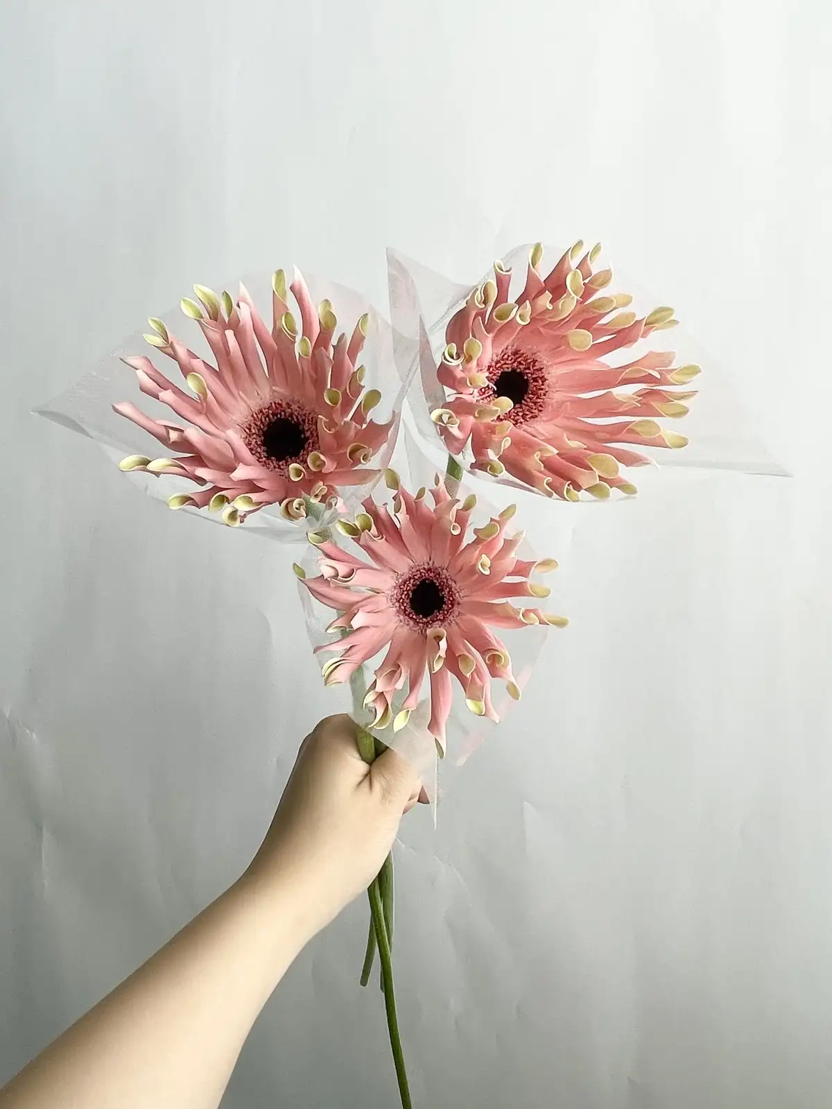 ガーベラ（ピンク）パスティーニペサロ｜花の仕入れを簡単に。花材の卸