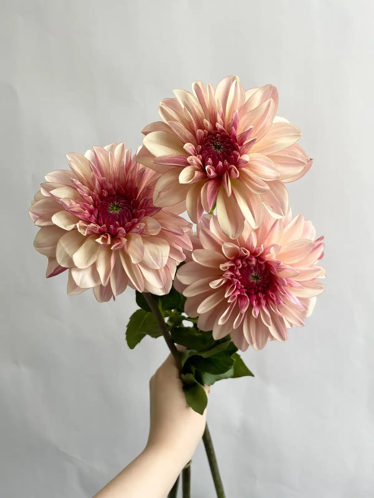 ダリア（ピンク）NAMAHAGEシリーズ｜花の仕入れを簡単に。花材の卸通販
