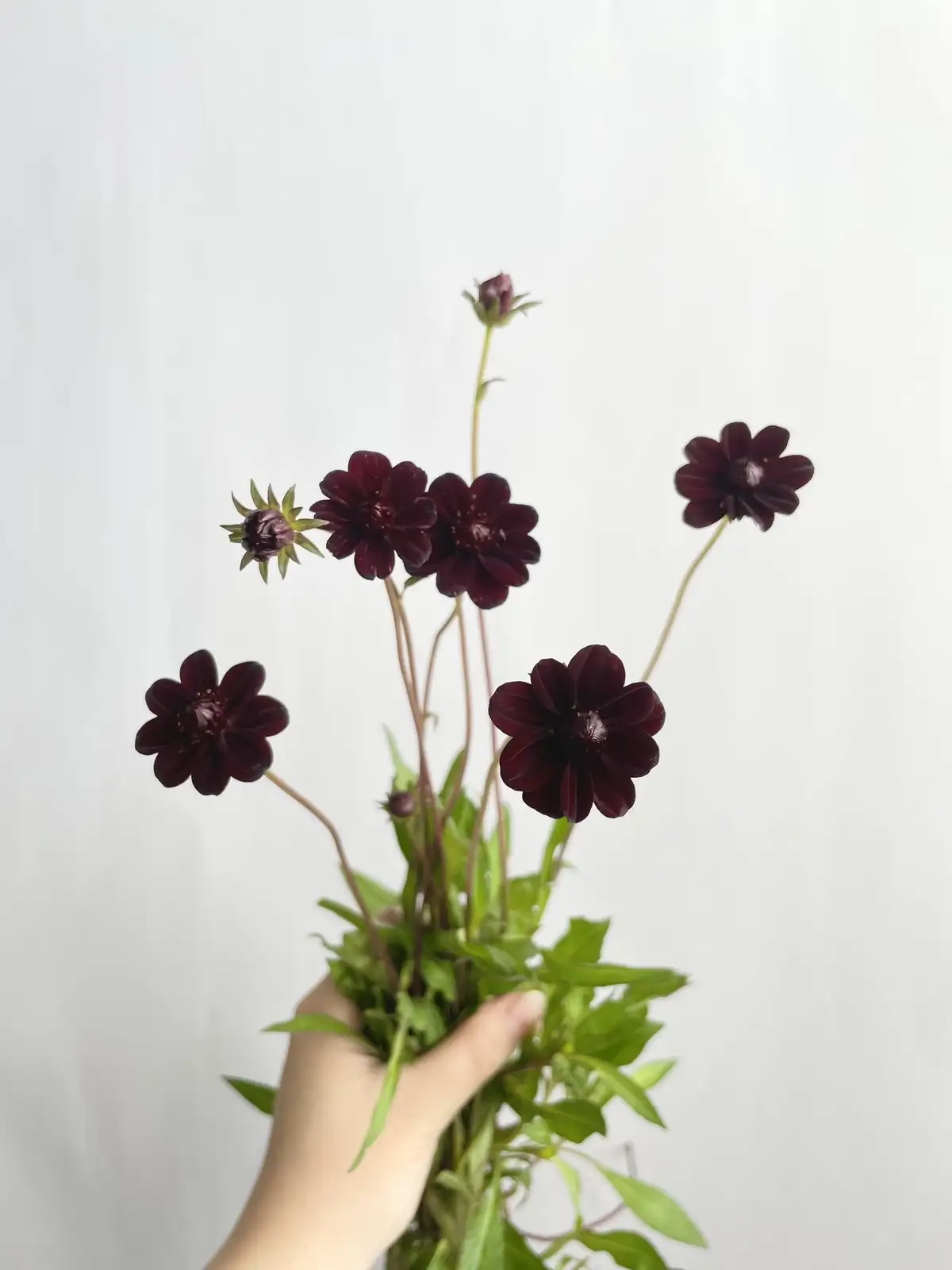 コスモス（茶）チョコレートコスモス｜花の仕入れを簡単に。花材の卸
