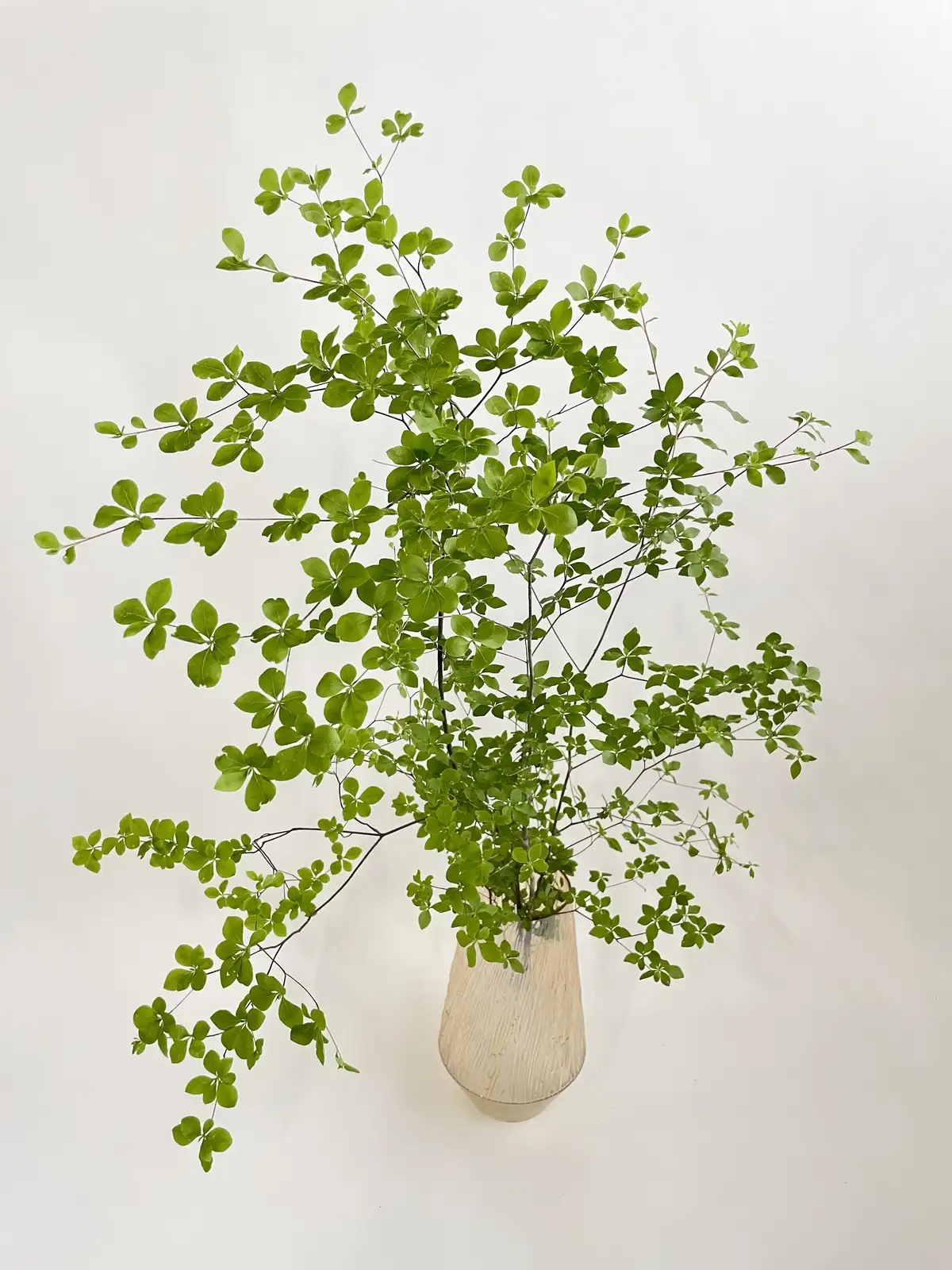 ドウダンツツジ（グリーン）｜花の仕入れを簡単に。花材の卸通販｜ハナイチ