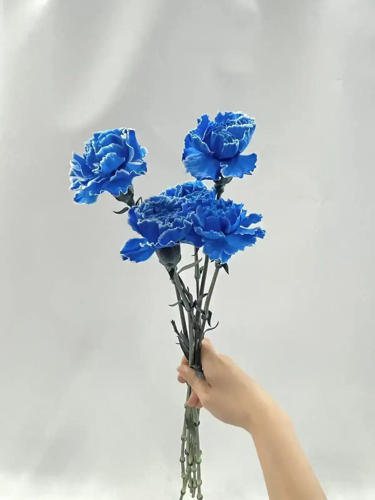 青いカーネーション★美品★FOEXYチンチラ ニットジャケット38 カーネーション（青）染め｜花の仕入れを簡単に。花材の卸通販｜ハナイチ