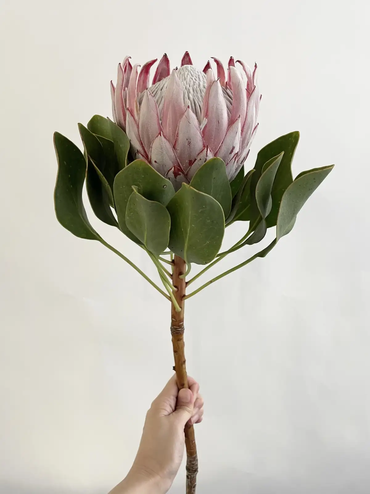 プロテア（ピンク）キングプロテア｜花の仕入れを簡単に。花材の卸通販