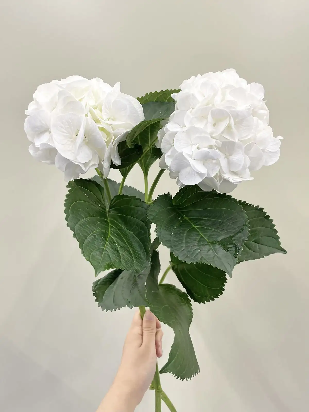 アジサイ（白）｜花の仕入れを簡単に。花材の卸通販｜ハナイチ
