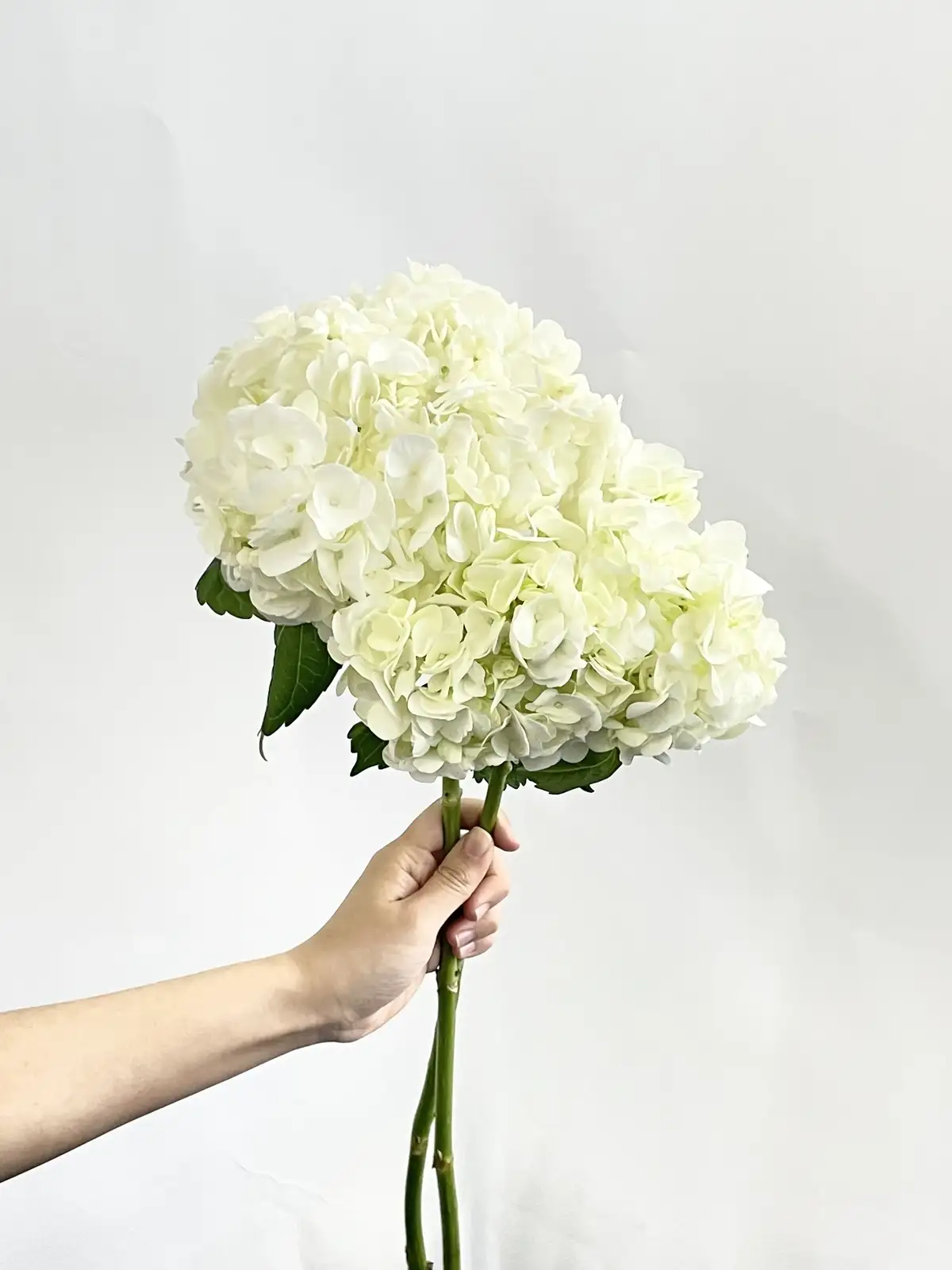 アジサイ（白）｜花の仕入れを簡単に。花材の卸通販｜ハナイチ