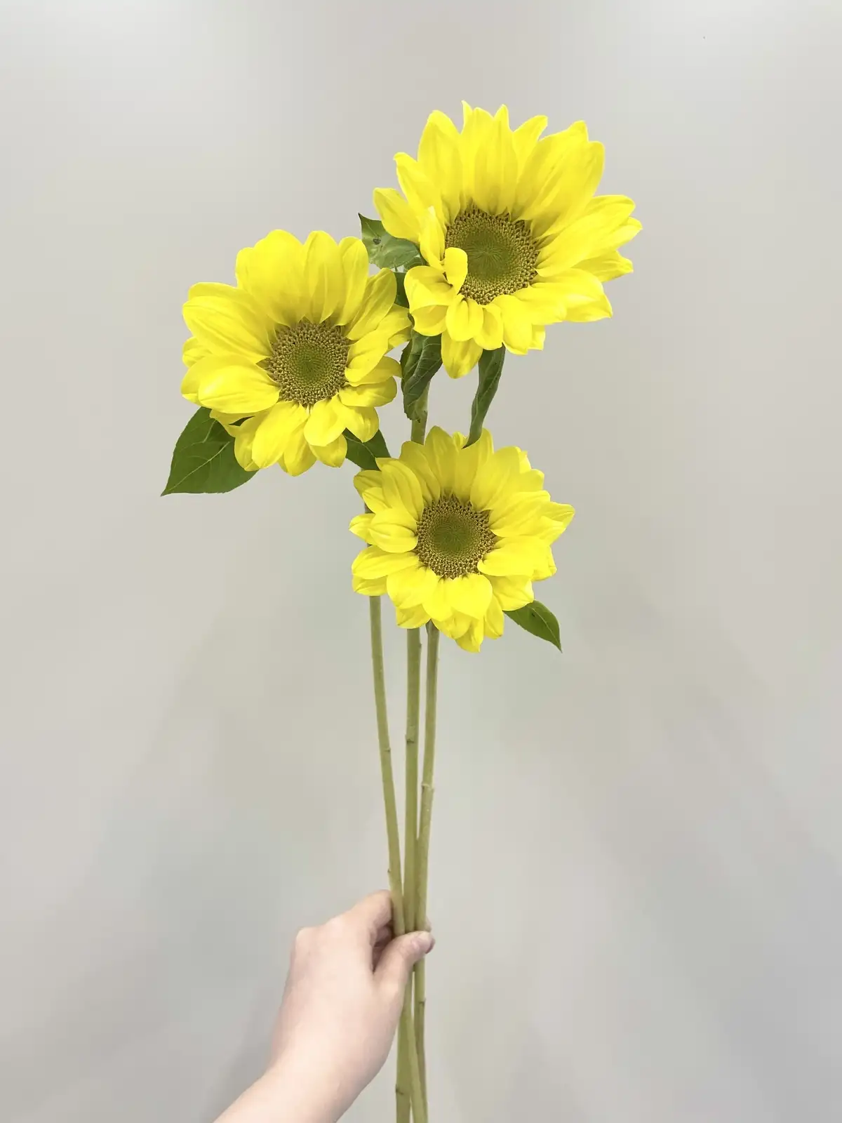 ヒマワリ（黄色）ビンセントクリアレモン｜花の仕入れを簡単に。花材の