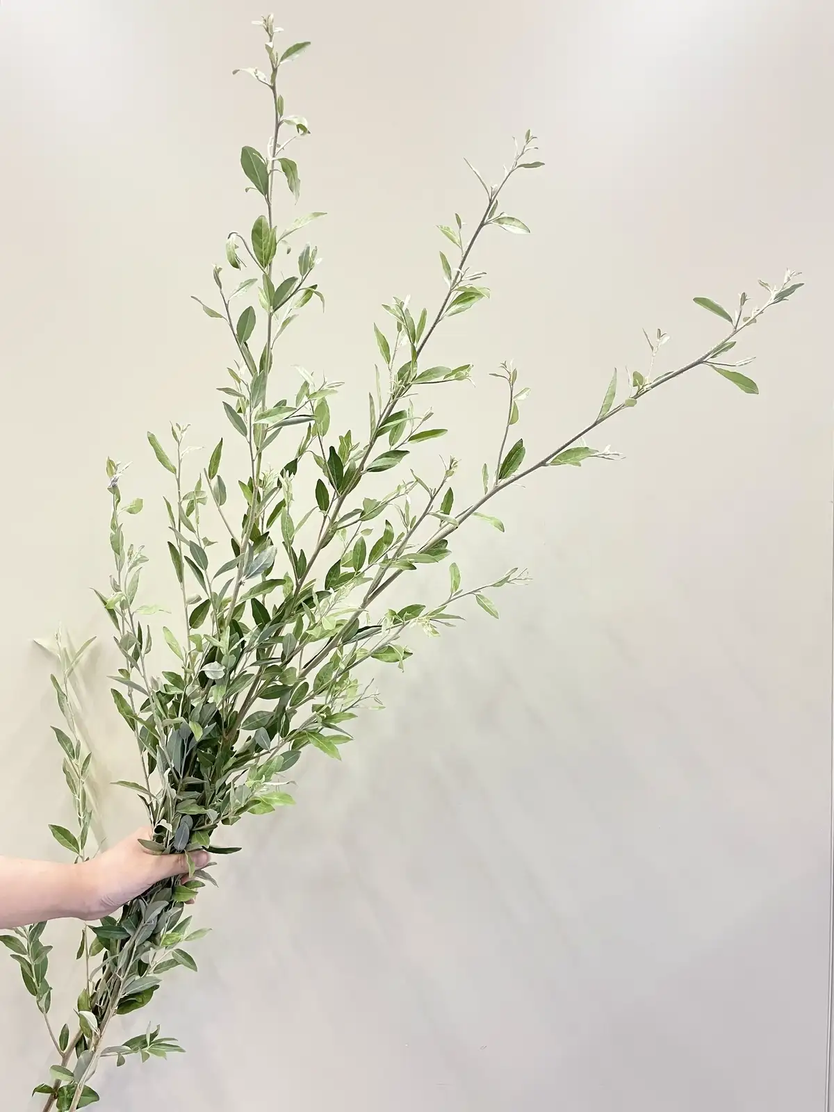 ロシアンオリーブ（緑）90cm｜花の仕入れを簡単に。花材の卸通販｜ハナイチ
