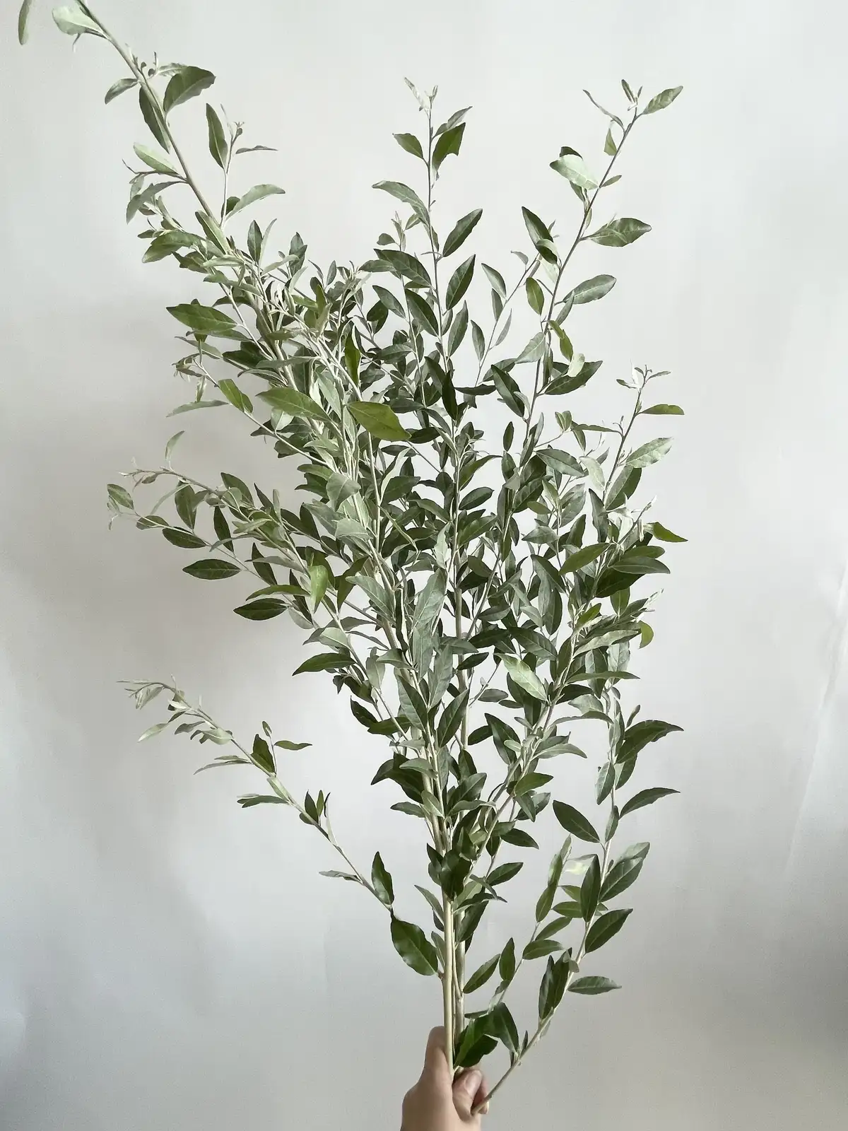 ロシアンオリーブ（緑）90cm｜花の仕入れを簡単に。花材の卸通販｜ハナイチ