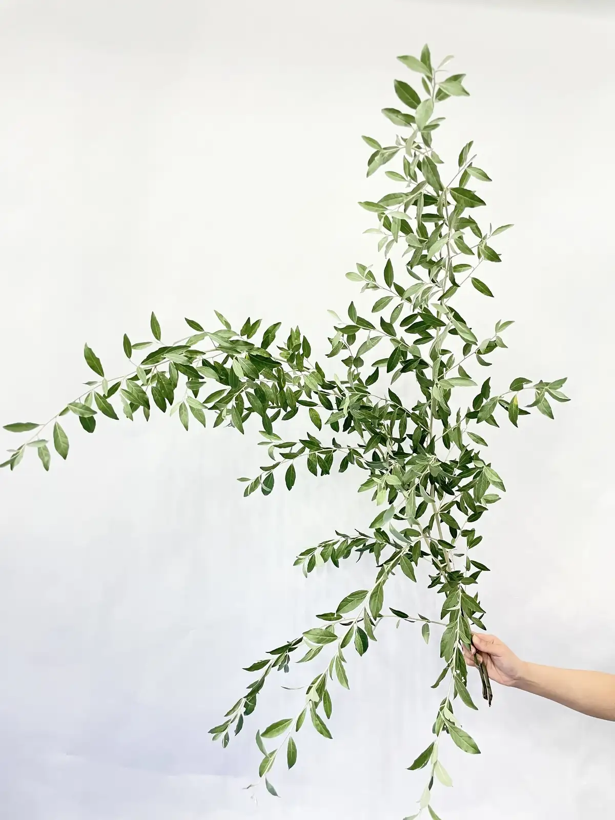 ロシアンオリーブ（緑）90cm｜花の仕入れを簡単に。花材の卸通販｜ハナイチ