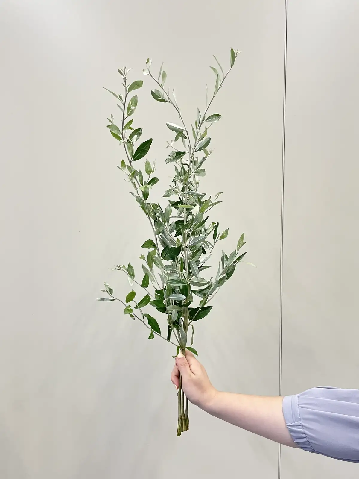 ロシアンオリーブ（緑）60cm｜花の仕入れを簡単に。花材の卸通販｜ハナイチ