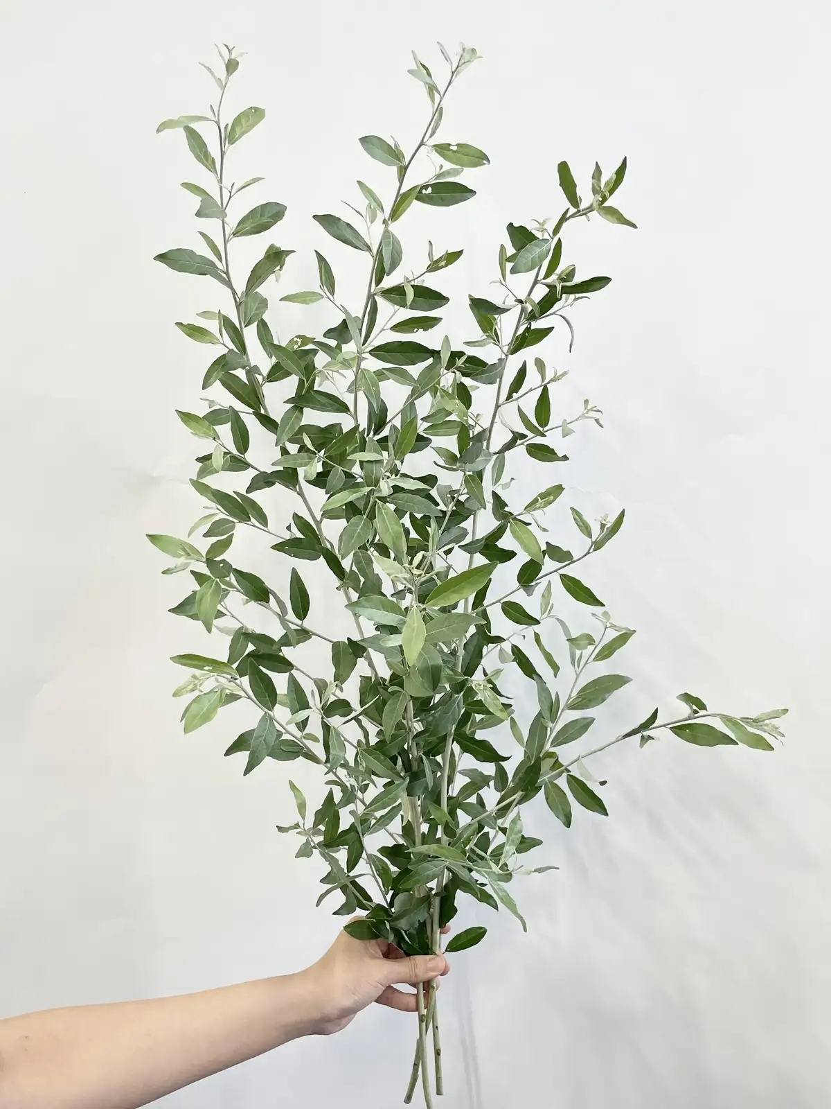 ロシアンオリーブ（緑）60cm｜花の仕入れを簡単に。花材の卸通販｜ハナイチ