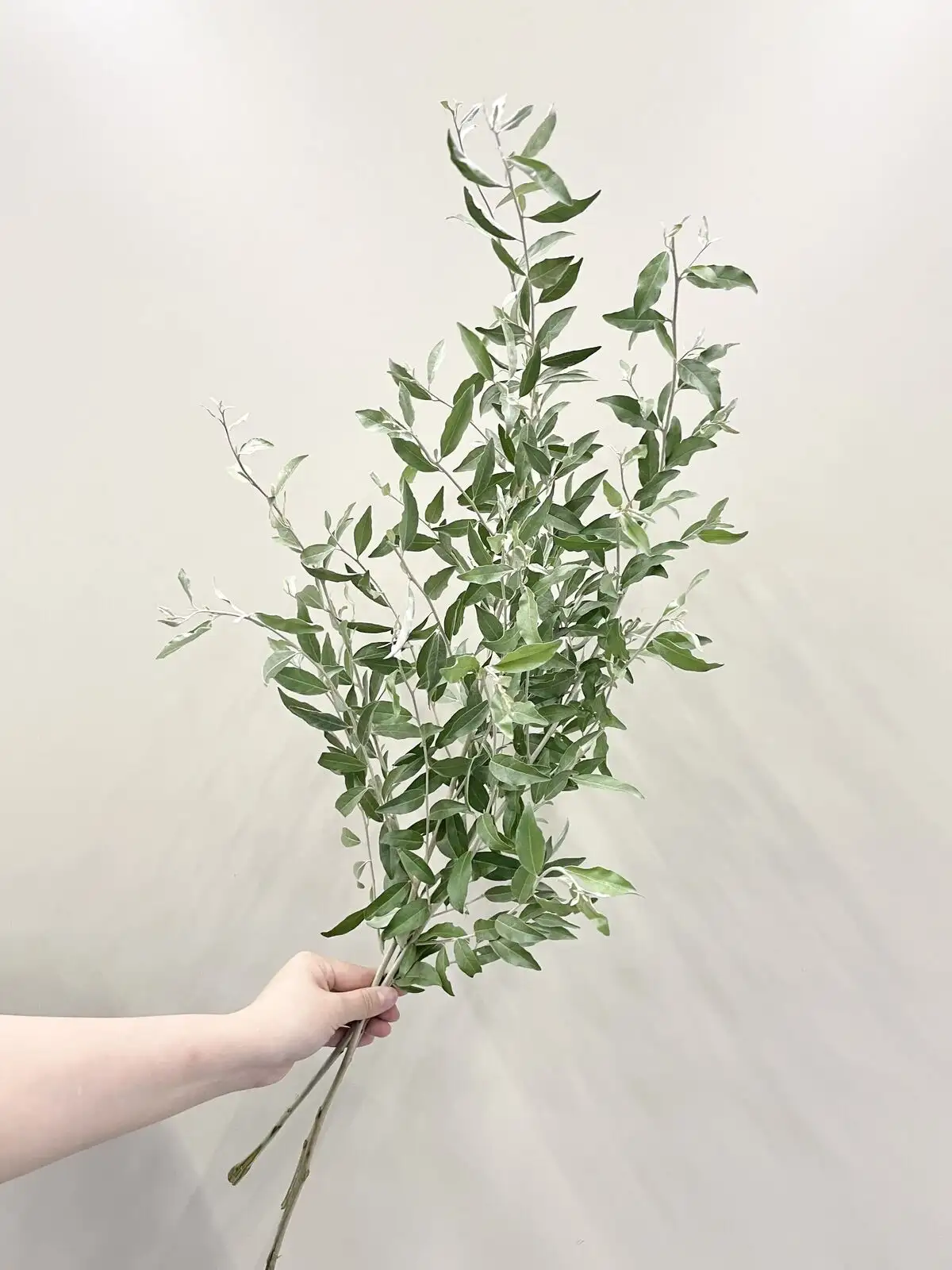 ロシアンオリーブ（緑）60cm｜花の仕入れを簡単に。花材の卸通販｜ハナイチ