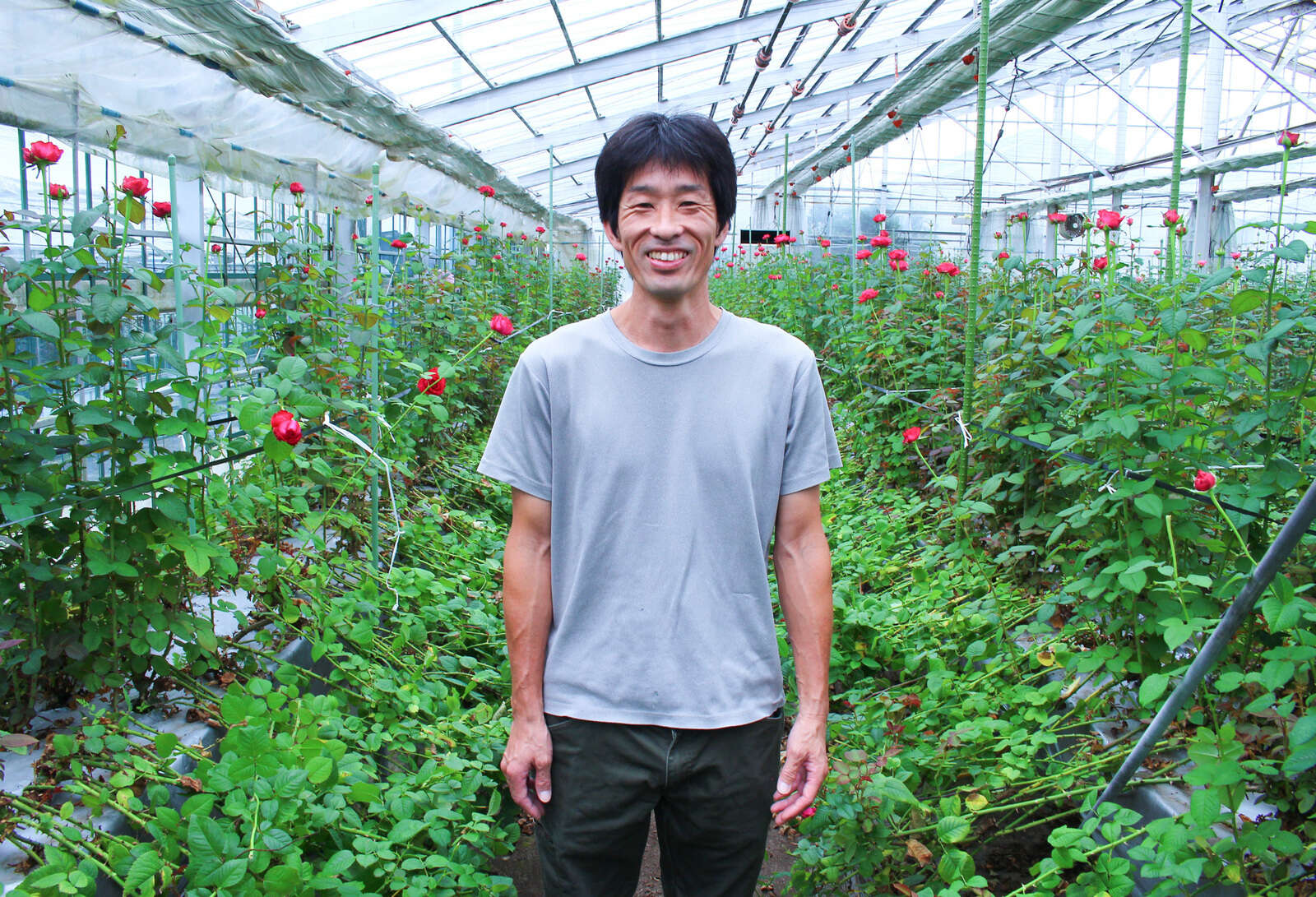 やぎバラ育種農園